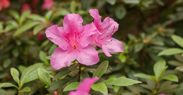 Azaleas (featured image)