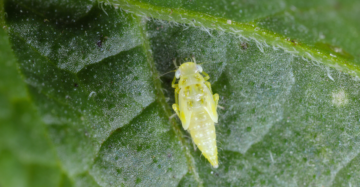 potato leafhopper on beans