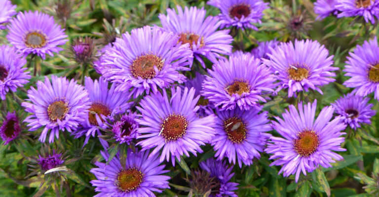 Why You Should Plant Asters In Ohio Now For Late-Season Pollinators