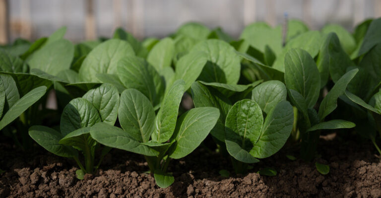 vegetables (featured image)