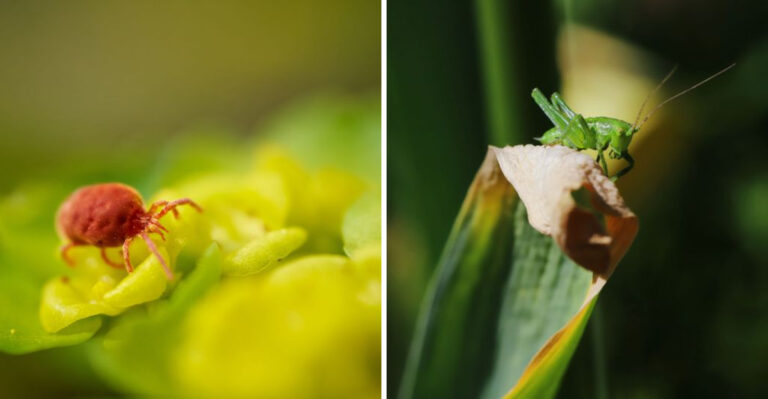 How Summer Heat Is Driving Grasshopper And Spider Mite Problems Across Nevada Yards