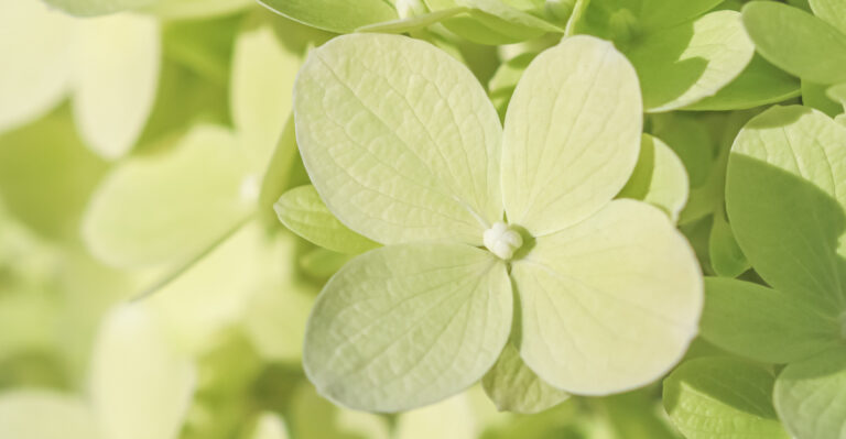 8 Reasons Your Hydrangea Flowers Fade To Green Instead Of Staying Colorful