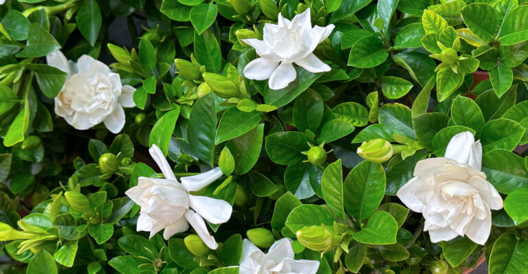 Gardenias (featured image)