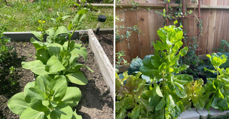 8 Michigan Vegetables That Bolt Fastest In Summer Heat