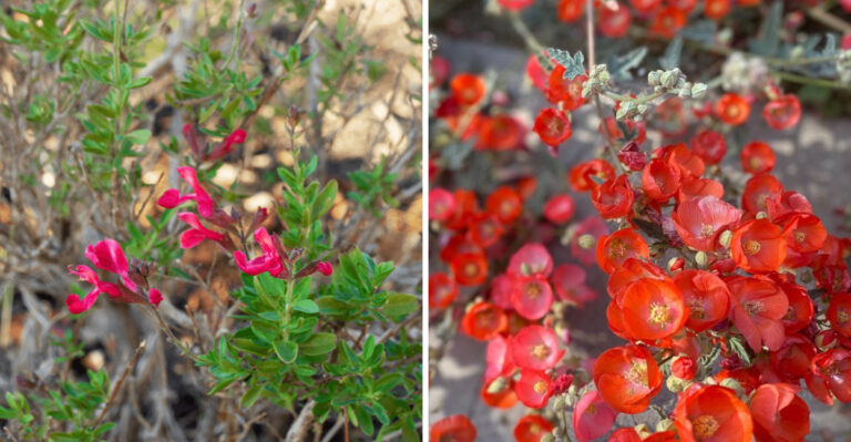 Plants That Keep California Gravel Paths Cooler Without Taking Them Over