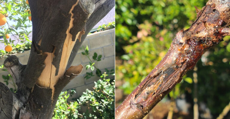 Why California Citrus Bark Cracks After Extreme Heat And What To Check