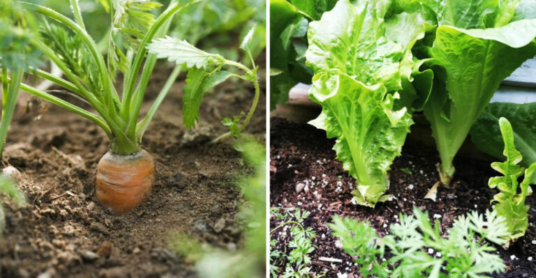 What Georgia Gardeners Should Plant Now That The Fall Window Is Wide Open