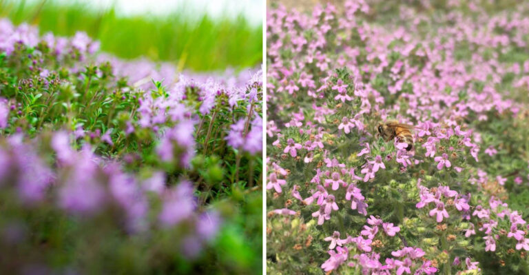 creeping thyme