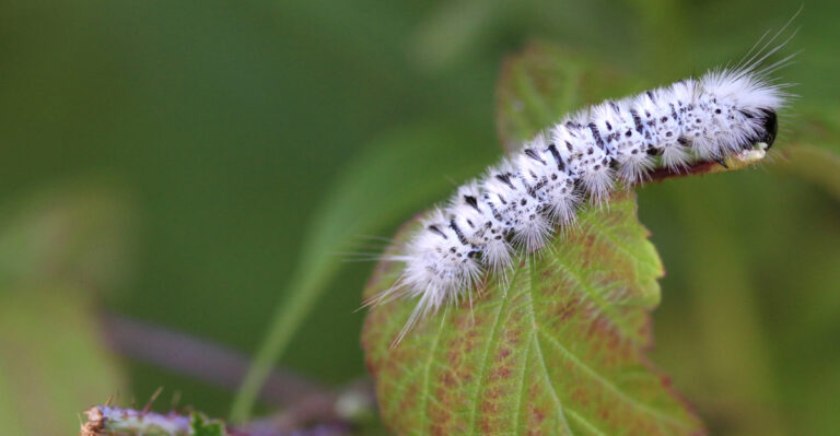 That Fuzzy Caterpillar In Your Kentucky Garden Isn’t As Harmless As It Seems