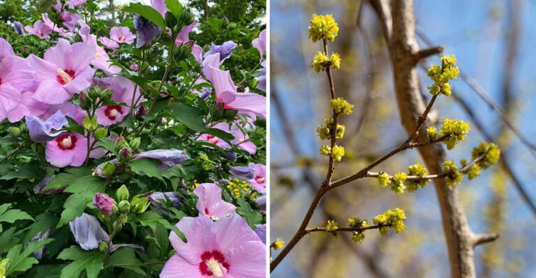 Why Maryland Gardeners Keep Choosing Rose Of Sharon, And What Natives Offer Instead