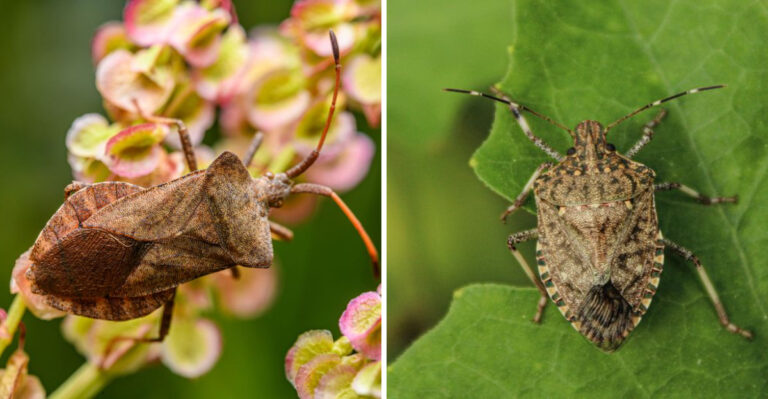 The Pest Migration Alabama Homeowners Keep Missing Until Too Late