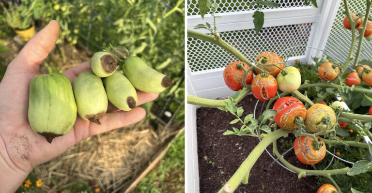 Why Georgia Tomatoes Are Rotting As Gardens Swing From Drought To Rain