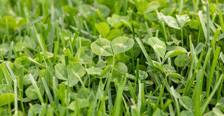 Why Clover Takes Over Oregon Lawns After A Dry Summer