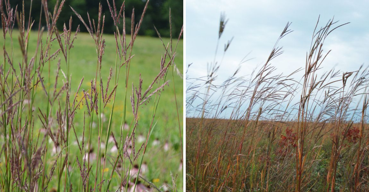 big bluestem