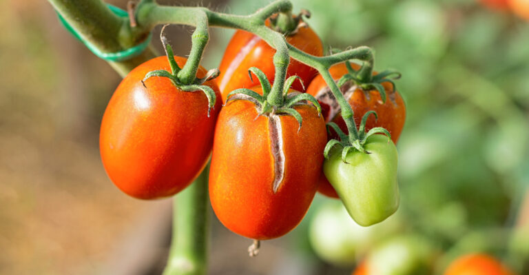 Why California Tomatoes Can Crack Almost Overnight After A Deep Watering
