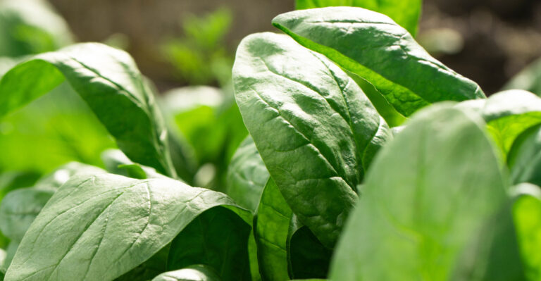 The Oregon Fall-Garden Planting Window For Spinach Most People Miss