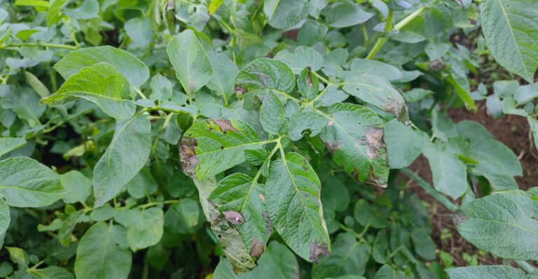 What MSU Extension Is Warning Southwest Michigan Gardeners About This Late-Summer Potato Disease