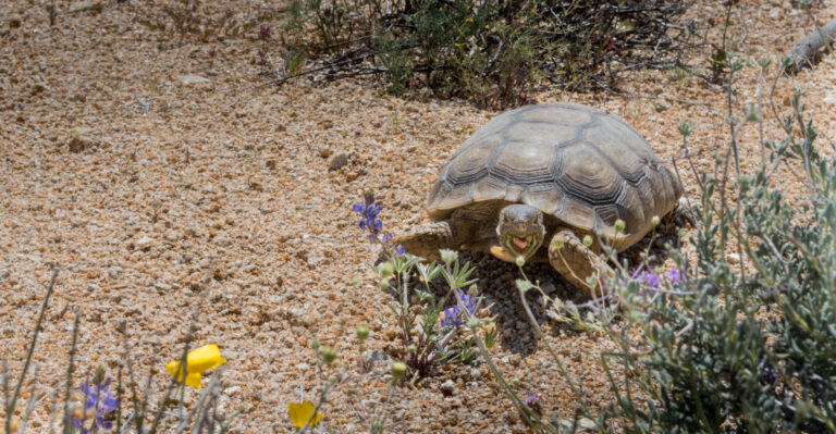 Desert Tortoises (featured image)