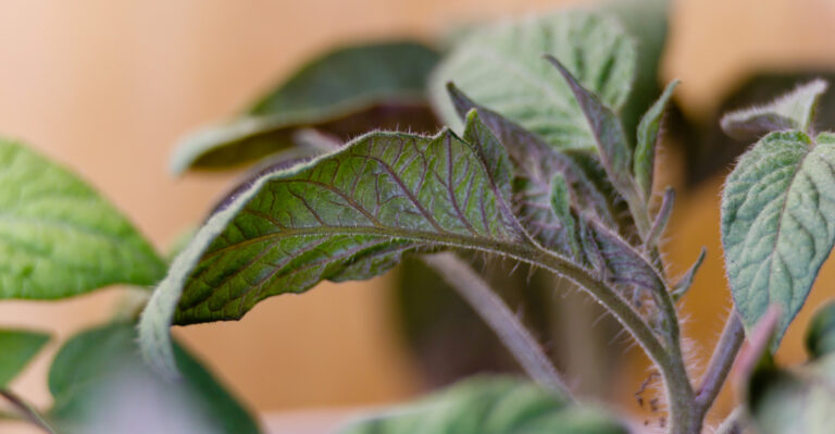 Why Tomato Leaves Turn Purple And What It Means For Your Plant