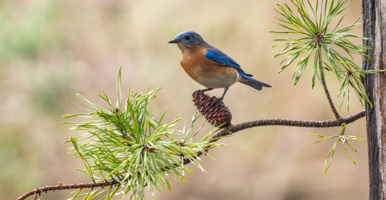 songbird on pine