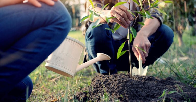 Why September Is Actually The Best Month To Plant Trees In Ohio, Not Spring