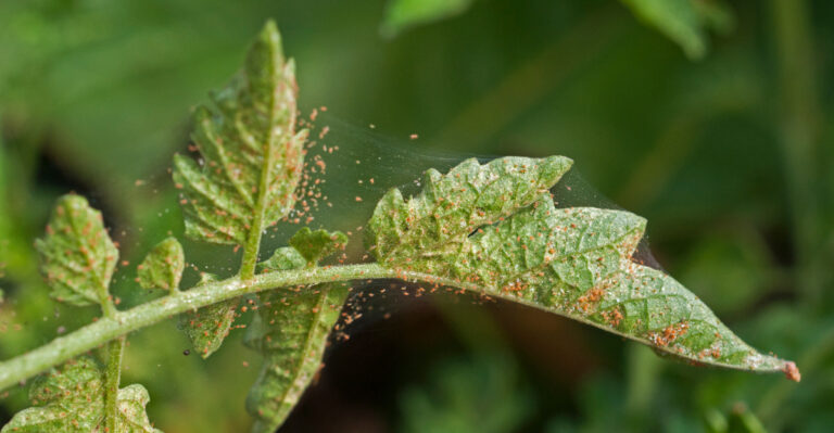 How To Get Rid Of Spider Mites On Dusty California Tomato Plants