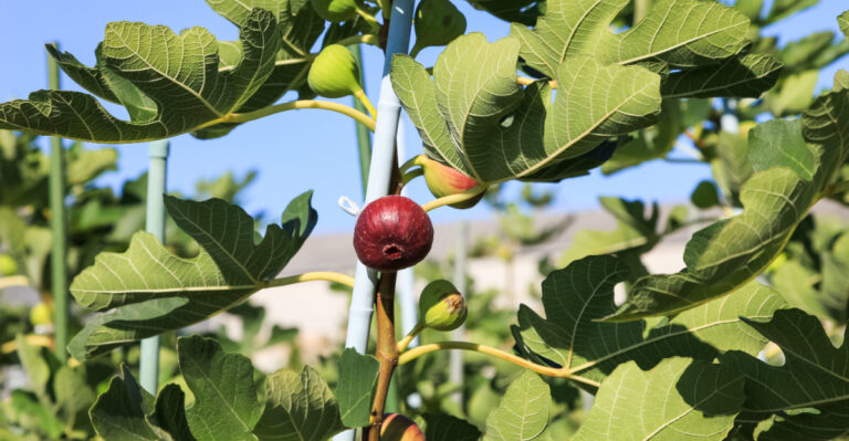 Common Fig Tree Mistakes Western Oregon Gardeners Make Every Year