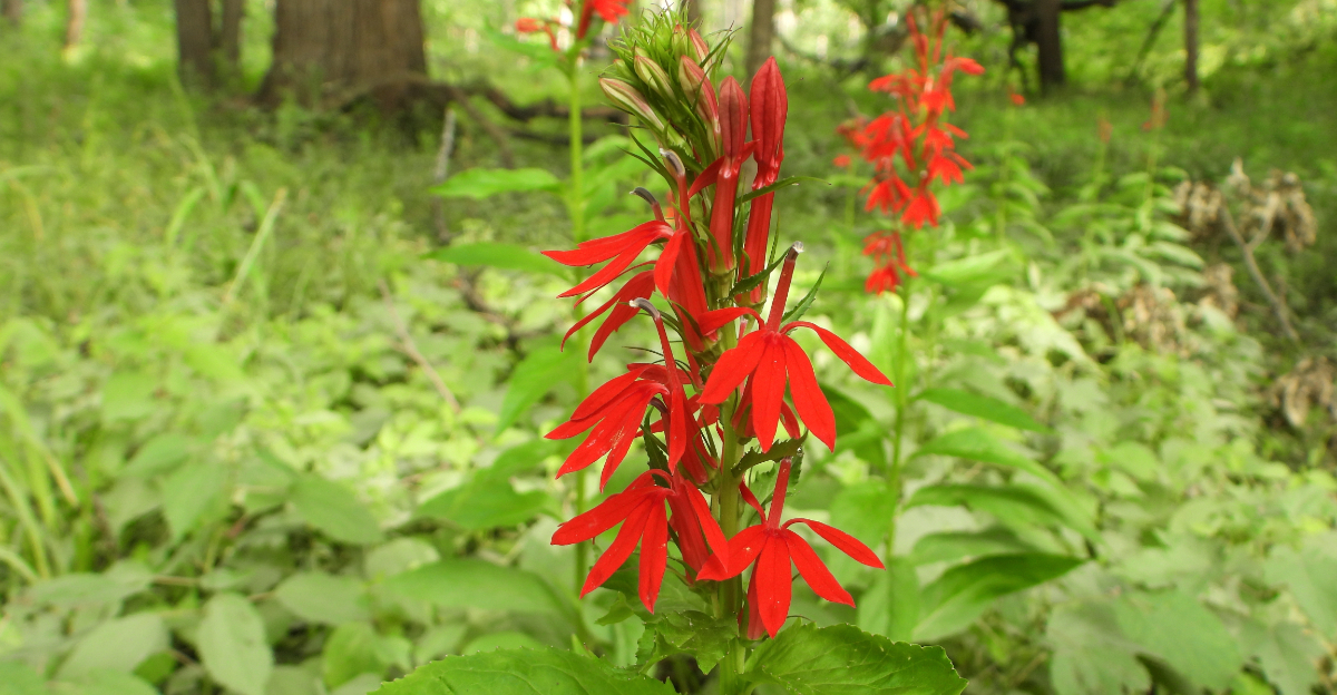 cardinal flower