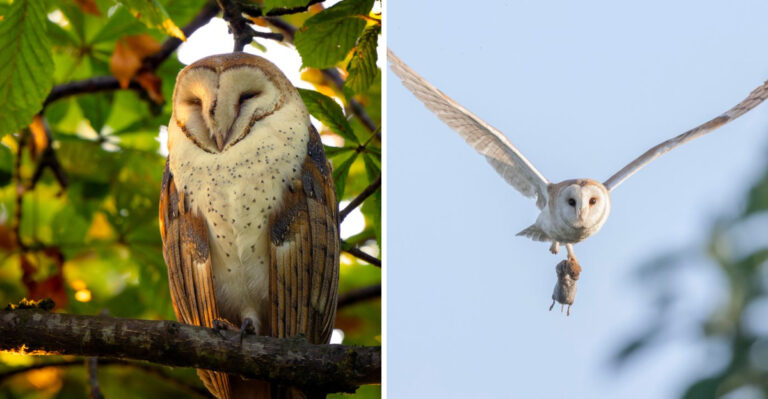 The Surprising Meaning Behind Seeing A Barn Owl In Your Oregon Neighborhood