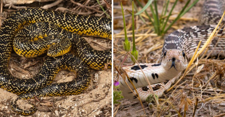 The Most Beneficial Texas Yard Snakes