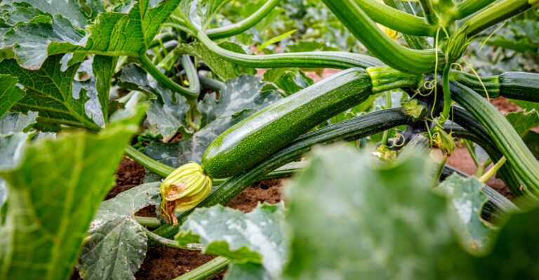 Do This To Oregon Zucchini This Week If You Want It Producing Into September