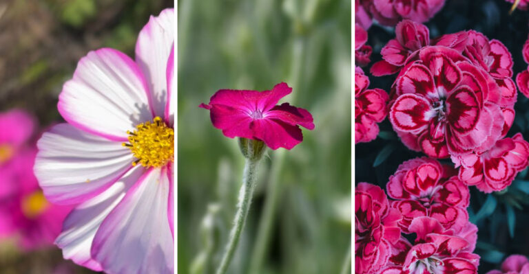 The Flower Seeds Missouri Gardeners Need To Collect Before Fall Rains