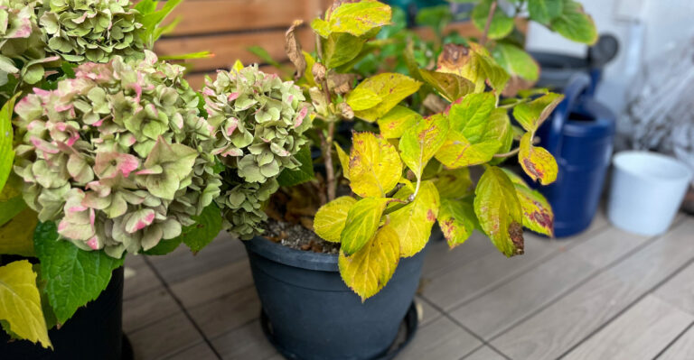 hydrangea yellow leaf