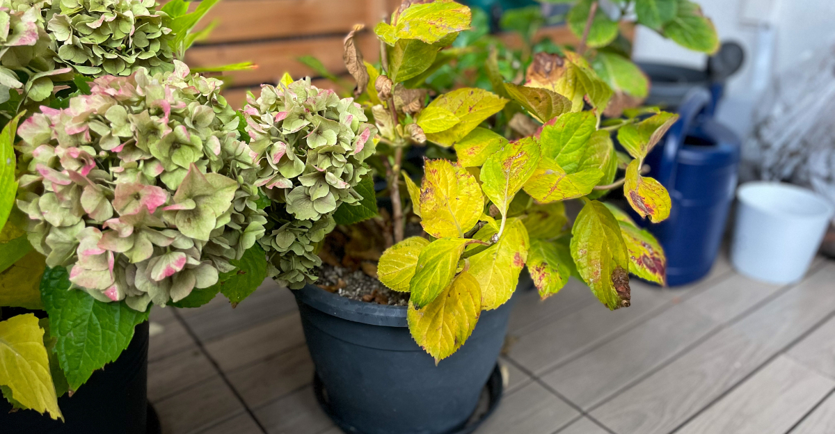 hydrangea yellow leaf