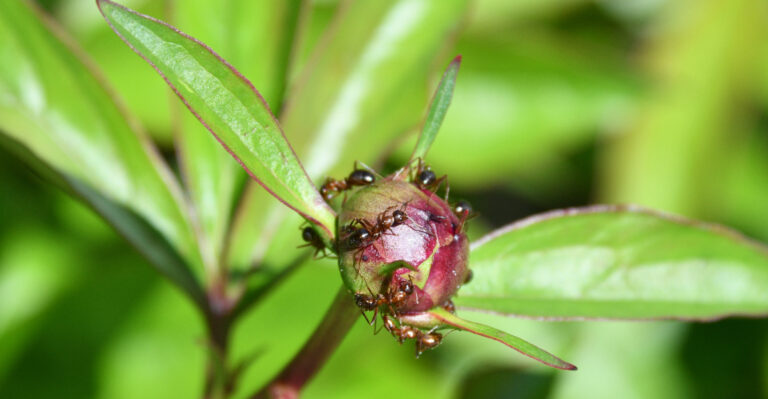 The Real Reason Behind Ants On Tennessee Peonies Each Summer