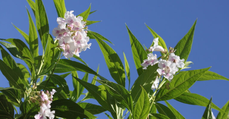 The Heat-Proof Trees California Gardeners Wish They Had Planted Sooner