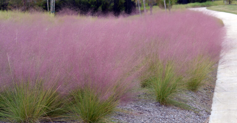 The Most Underrated North Carolina Native Grass For Softening Concrete Patio Edges Without Extra Water