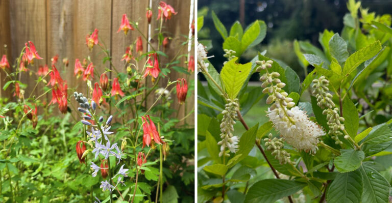 7 Native North Carolina Plants That Turn A Bare Side-Yard Strip Into A Finished Garden