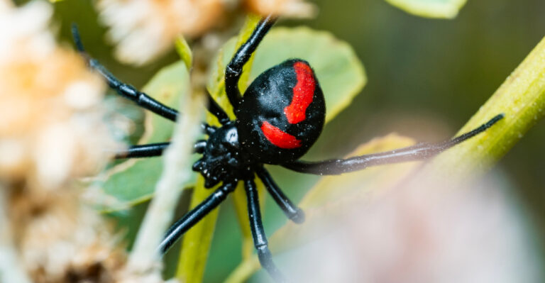 These Yard Mistakes Are Attracting More Black Widows To Illinois Homes During Heat Waves