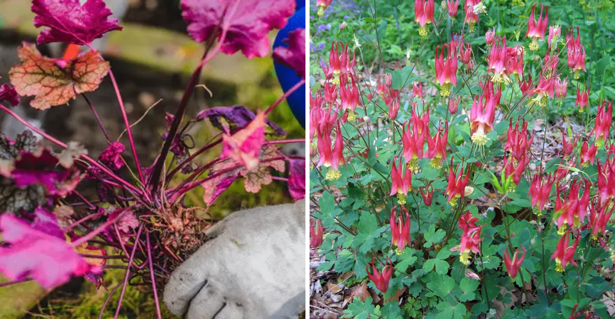 heuchera and coral bells