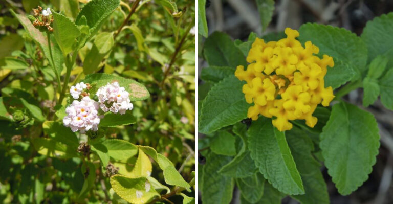 What To Do With Your Florida Lantana In August So It Doesn’t Stall Out