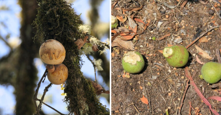 Can You Legally Force A Neighbor To Clean Up Fallen Fruit In Oregon?