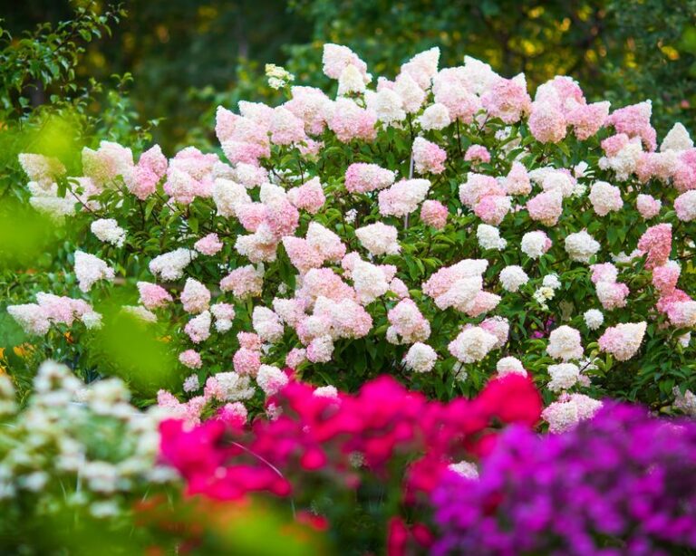 The One Thing North Carolina Gardeners Do In August To Get Panicle Hydrangeas That Stop Traffic