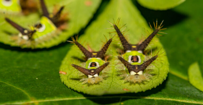 This Bright Green Missouri Caterpillar Deserves A Second Look Before You Touch It