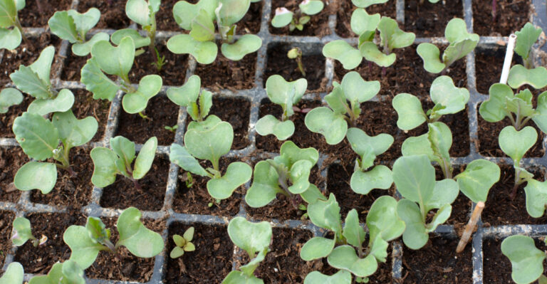 Is It Time To Start Your Georgia Fall Cabbage Indoors Right Now?