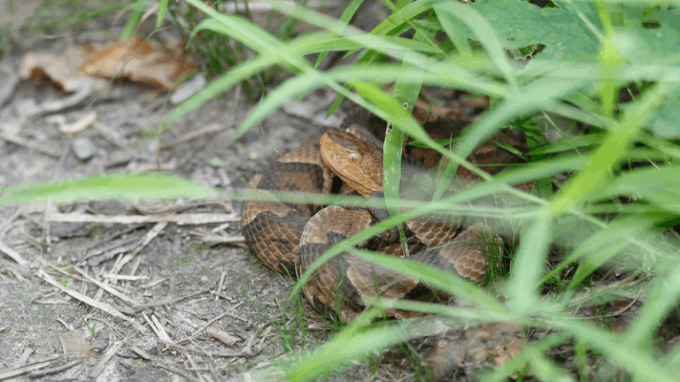 What It Really Means When Copperheads Start Showing Up In Your North Carolina Yard In Late Summer