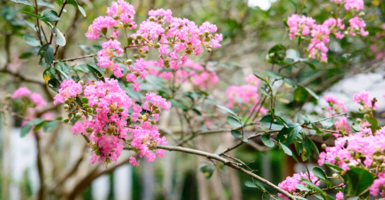 Why Cutting Crape Myrtle Suckers Doesn’t Stop Them From Growing Back In Arkansas