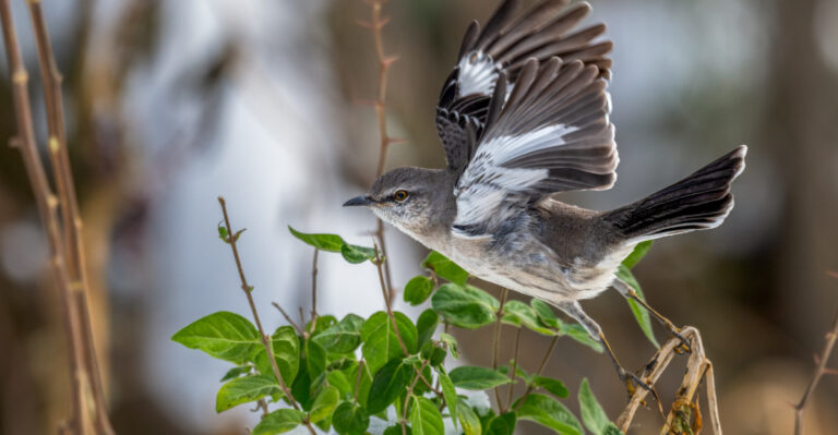 northern mockingbird