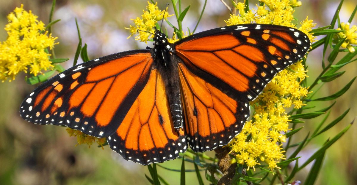 Monarch Butterflies (featured image)