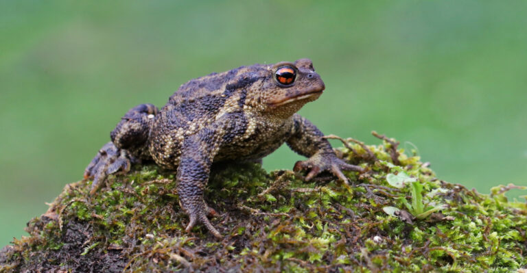 What A Toad Living Under Your Massachusetts Steps Is Really Telling You About Your Yard